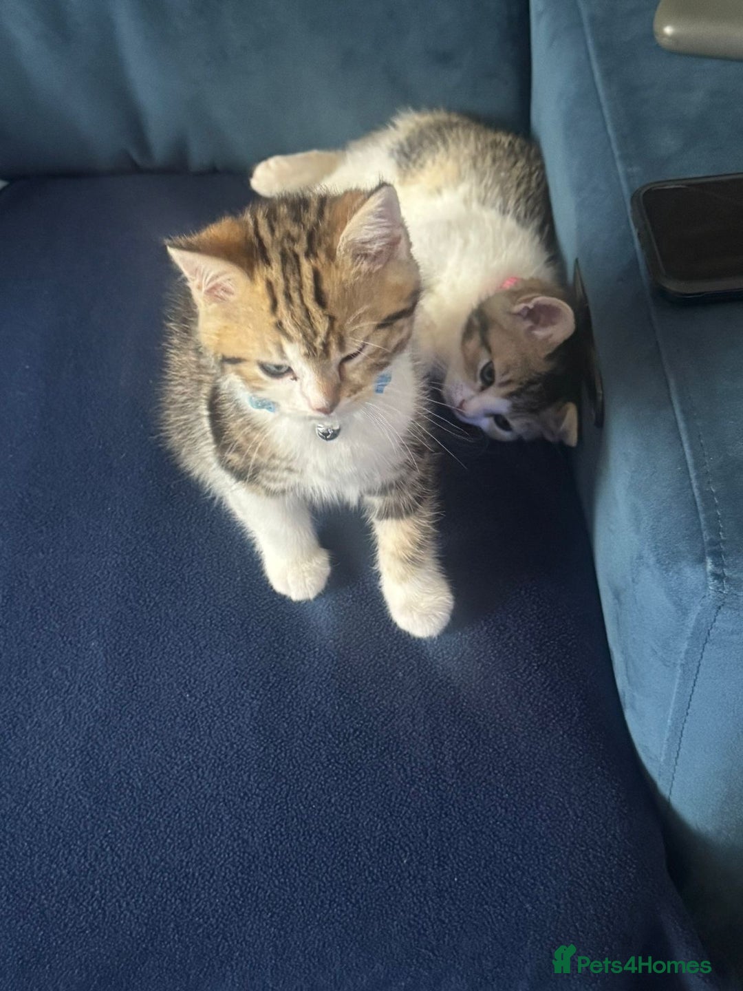 British Shorthair cats for sale: 2 beautiful kittens for sale - Image 5