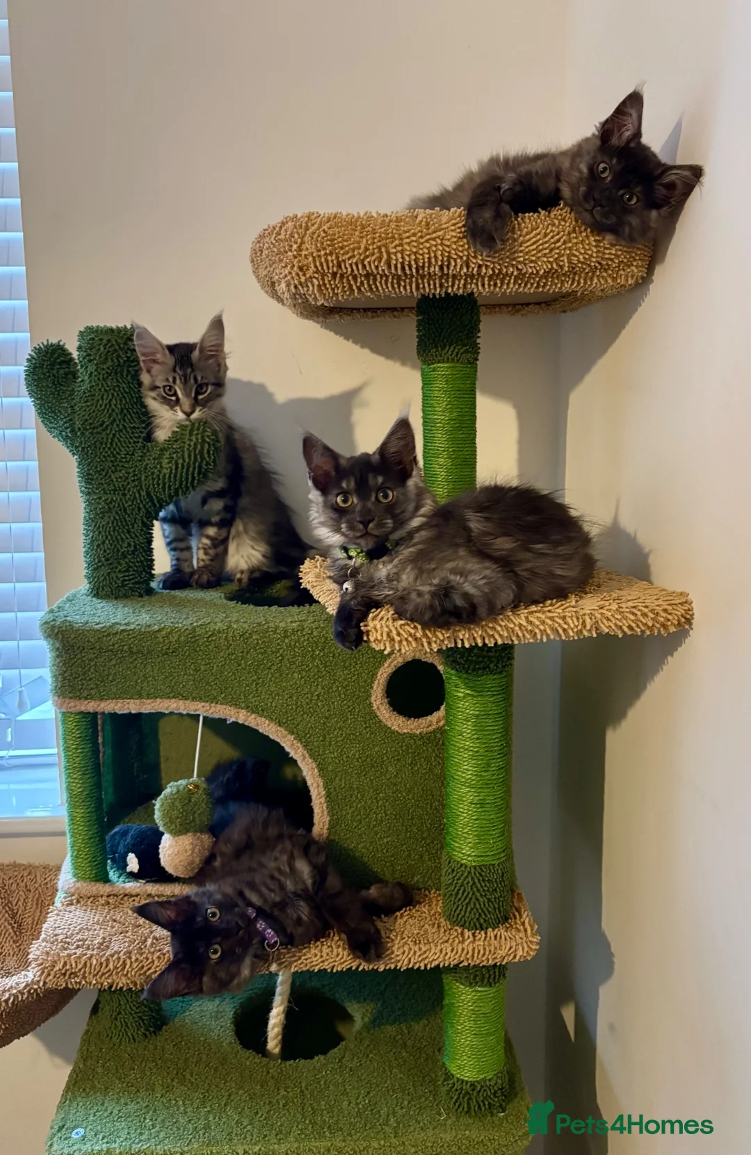 Maine Coon cats for sale: REDUCED TICA Black Smoke Maine Coon Girls - Advert 2