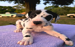 Great Dane dogs for sale:  Beautiful Great Dane Pups-Ready for Forever Homes - Image 17