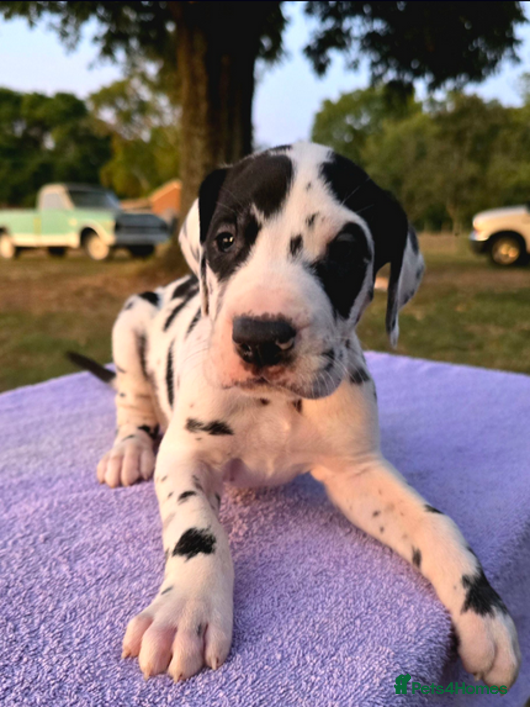 Great Dane dogs for sale:  Beautiful Great Dane Pups-Ready for Forever Homes - Image 17