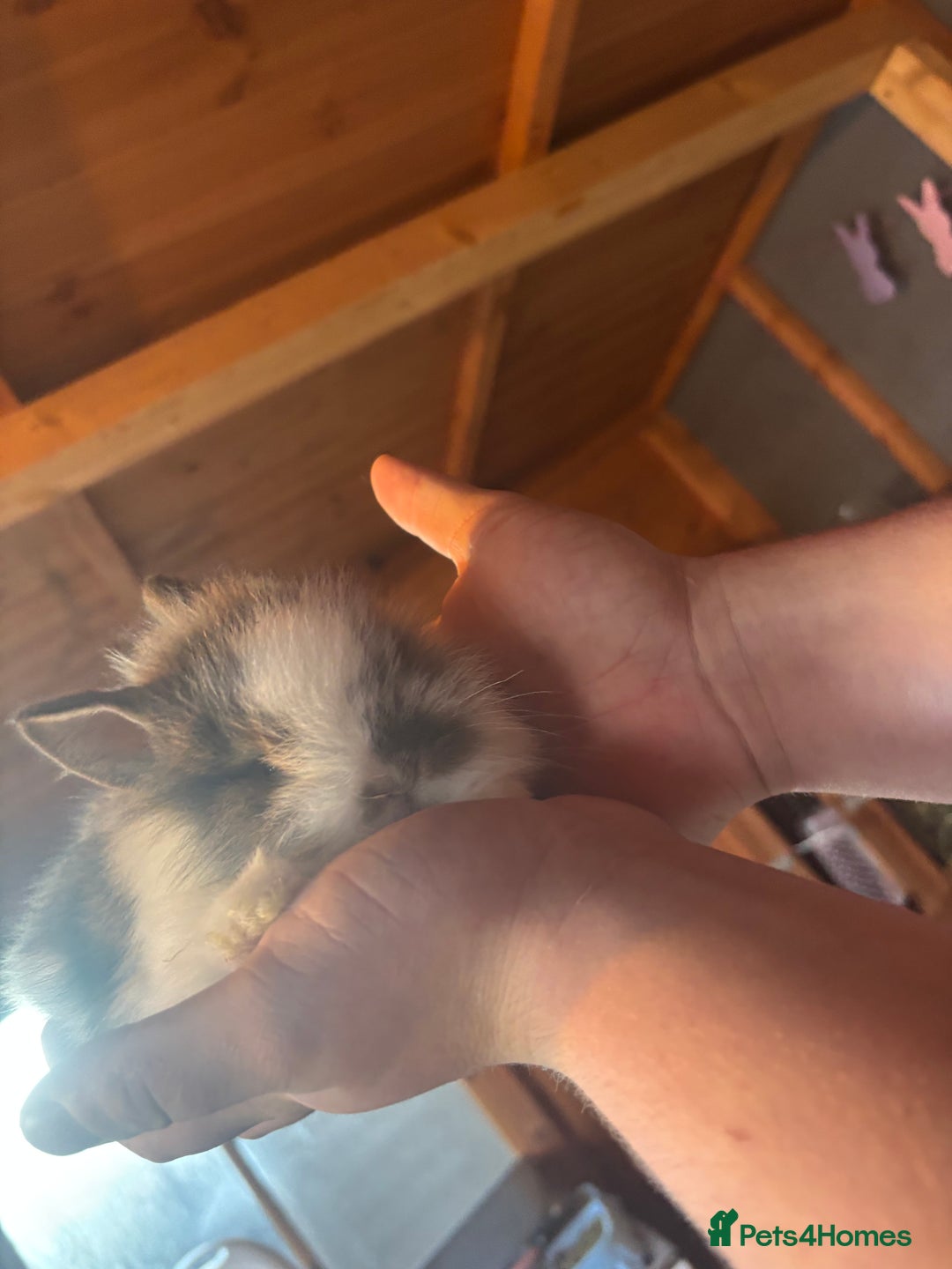 Lionhead rabbits for sale: Lion head bunnies available 🐰 - Advert 26