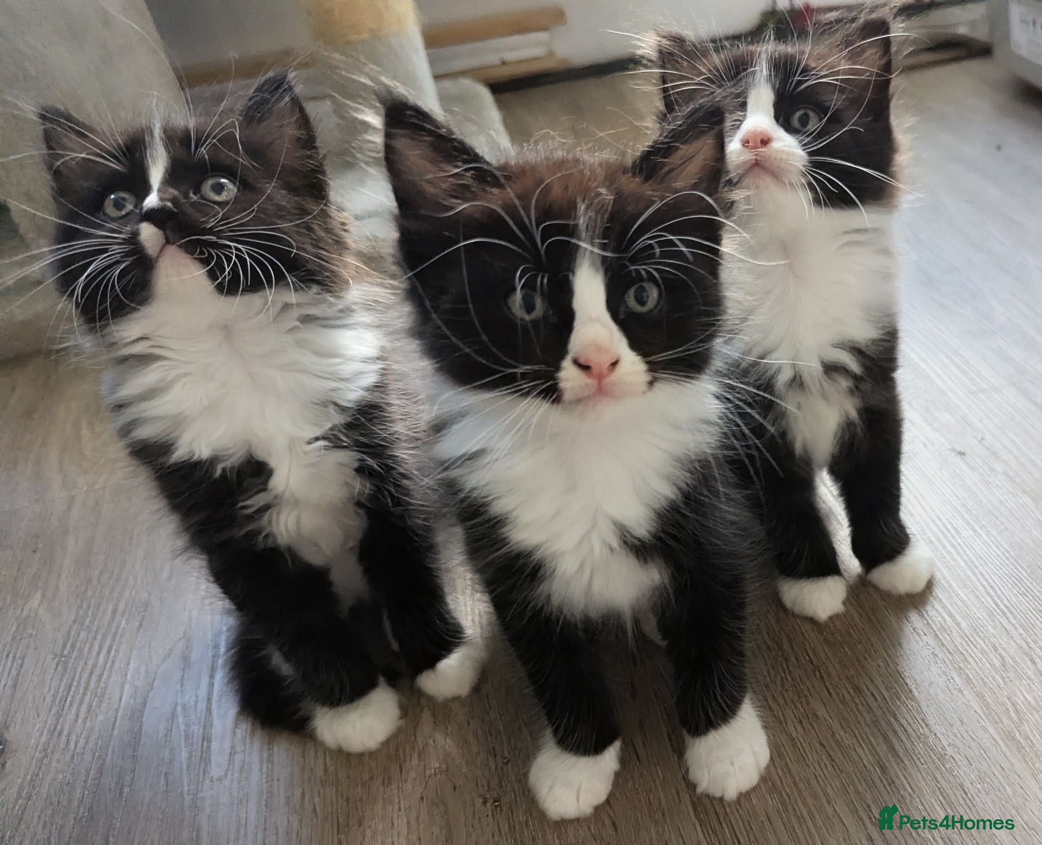 Ragdoll cats Ragdoll kittens - Advert 1