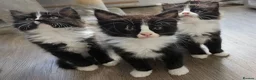 Ragdoll cats for sale: Ragdoll kittens - Advert 1