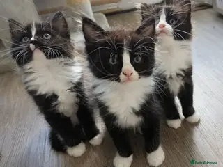 Ragdoll cats Ragdoll kittens - Advert 15