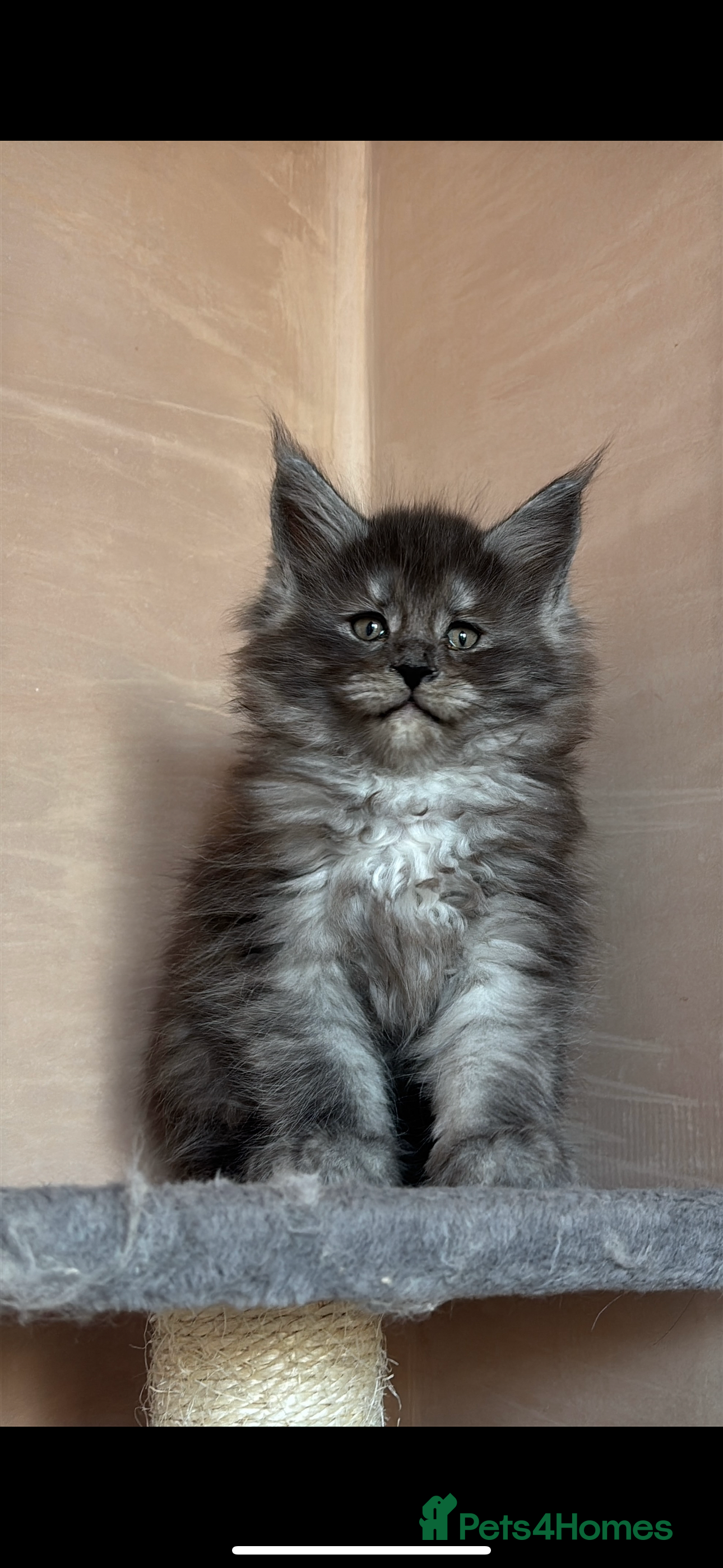 Maine Coon cats for sale: PURE RUSSIAN  MAINE COON KITTENS - Advert 2
