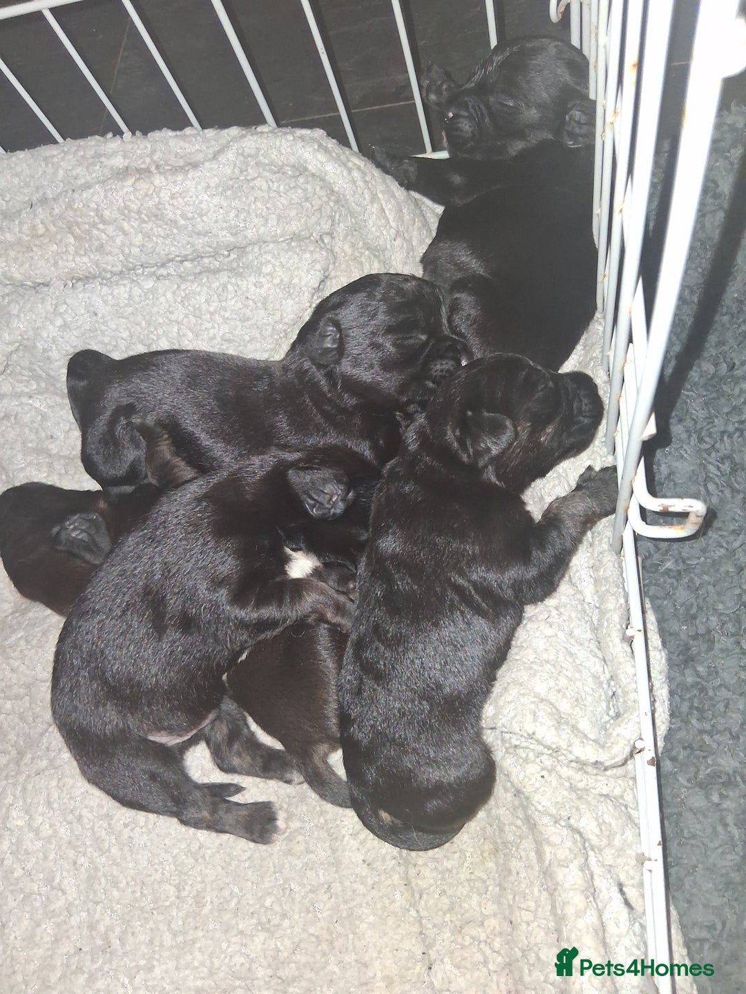 Mixed Breed dogs for sale: 5 staff x cockapoo pups  - Advert 17