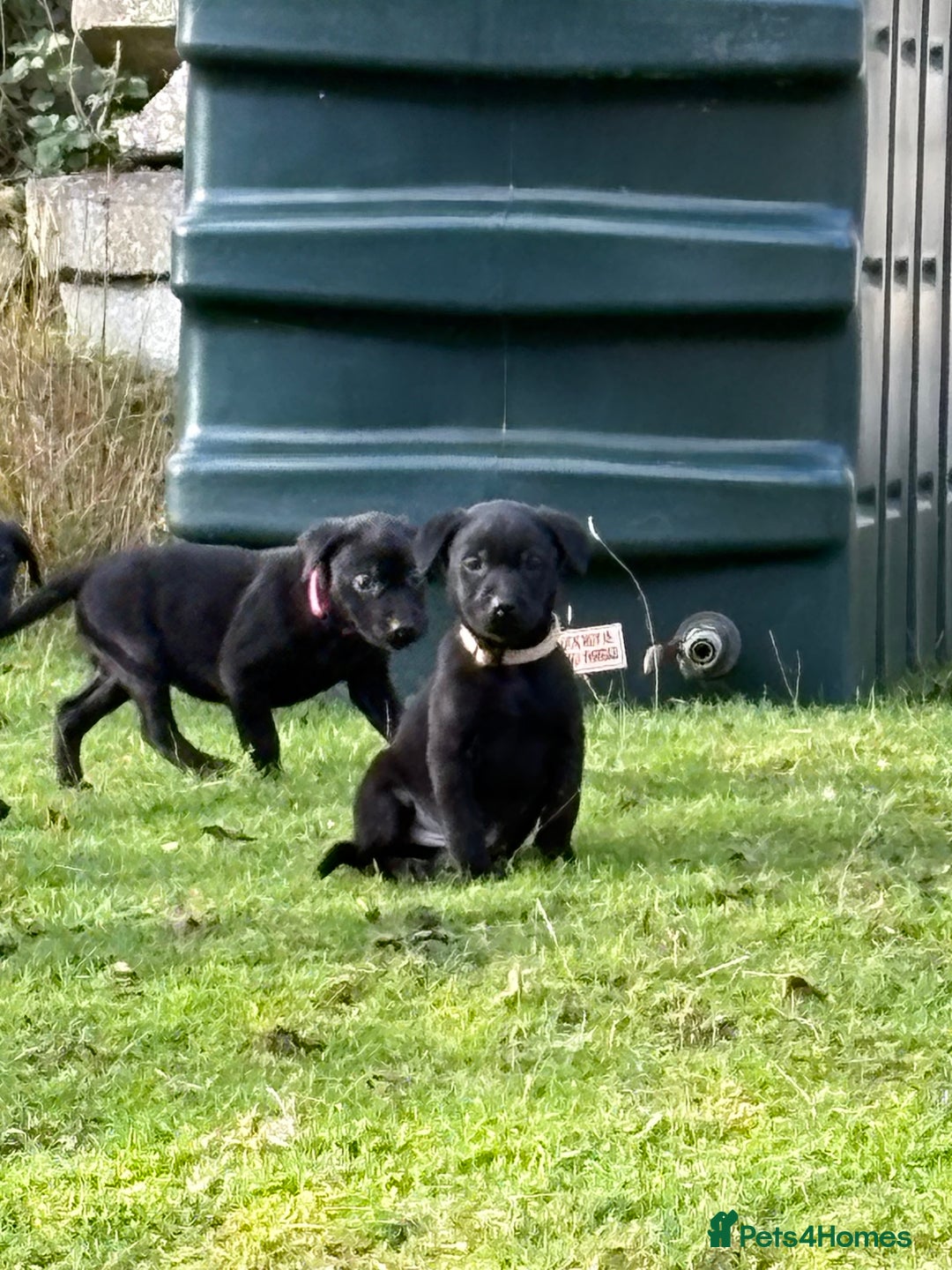Labrador Retriever dogs for sale: Ready to leave now 3 gorgeous males pups left  - Advert 34