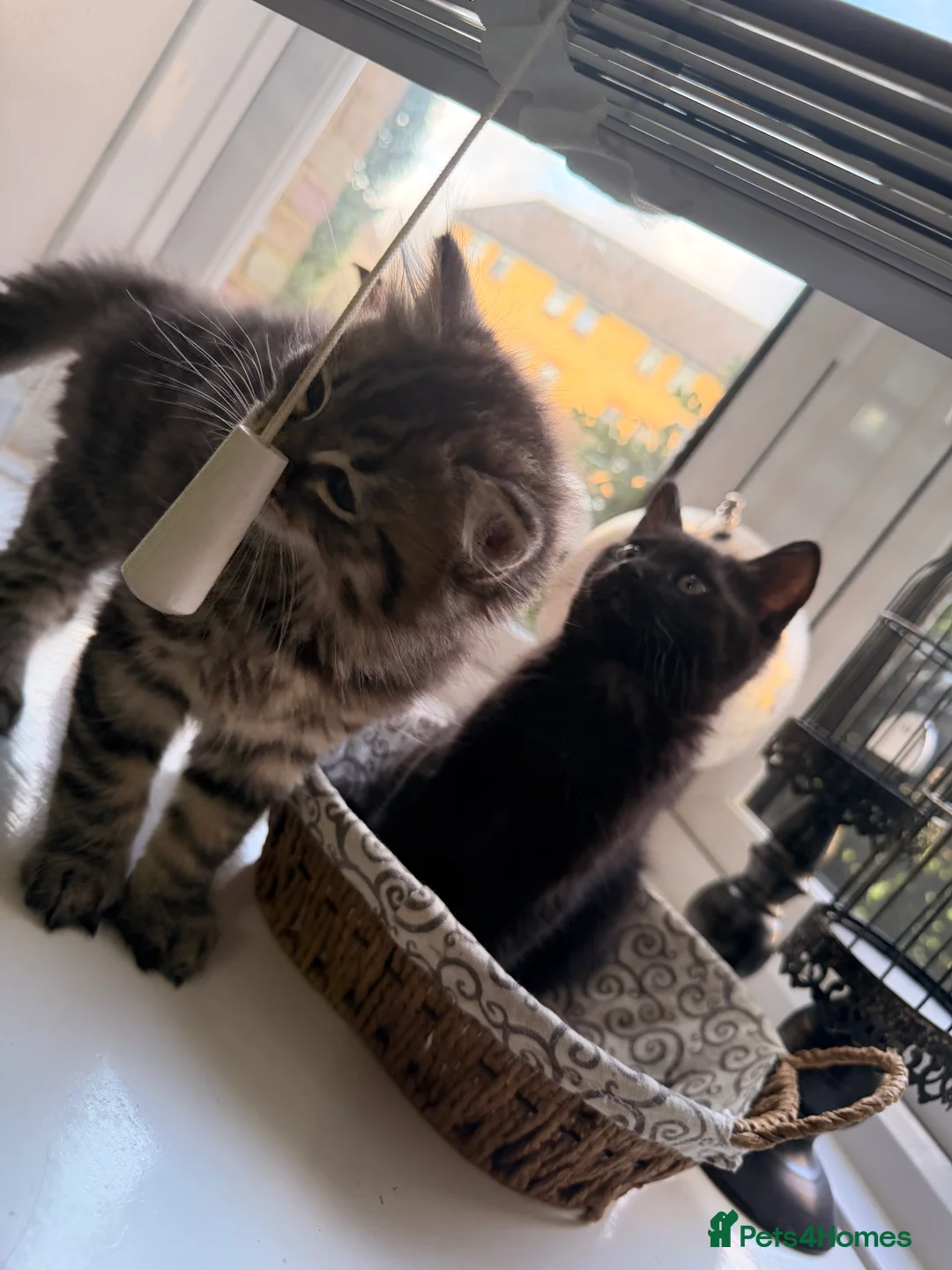 British Shorthair cats for sale: Kitten  - Advert 23