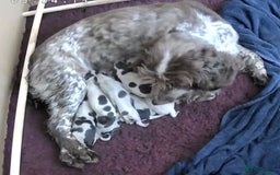 Sprocker dogs for sale: Fantastic Liver Roan Working Sprocker Spaniel Boys - Image 2