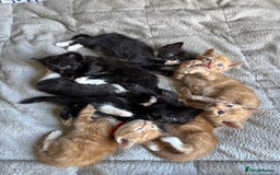 Mixed Breed cats for sale: Beautiful kittens for sale - Image 2