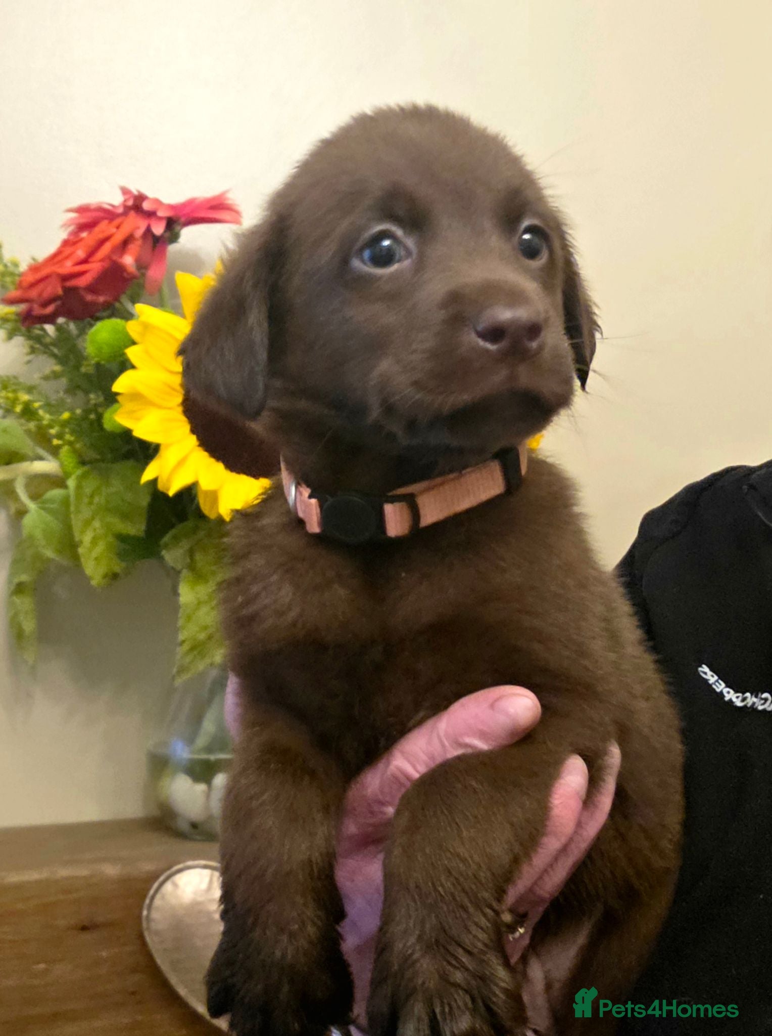 Labrador Retriever dogs Gorgeous Chocolate Labrador Puppies  - Advert 2
