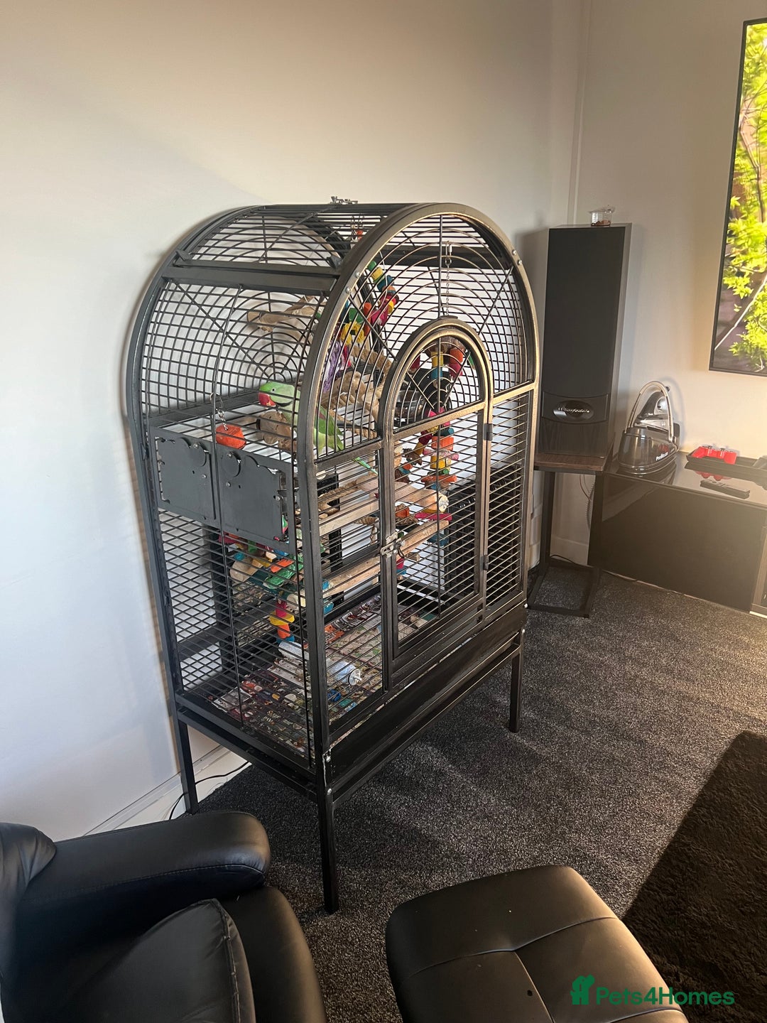 Parrots birds for sale: Male Alexandrian 1 year - Advert 2