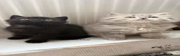 Scottish Fold cats for sale: Scottish straight kittens  - Advert 2