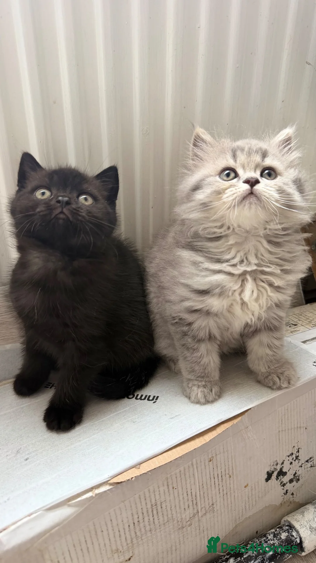 Scottish Fold cats for sale: Scottish straight kittens  - Advert 2
