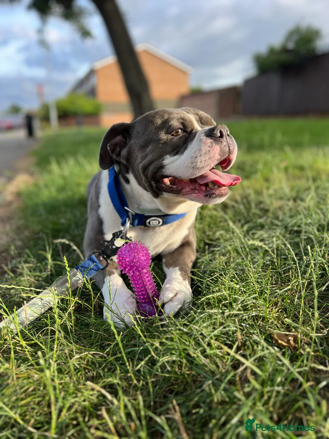 American Bully dogs for stud: Standard American Bully for Stud - Advert 2