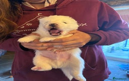 Samoyed dogs for sale: Gorgeous Samoyed Puppies  - Image 18