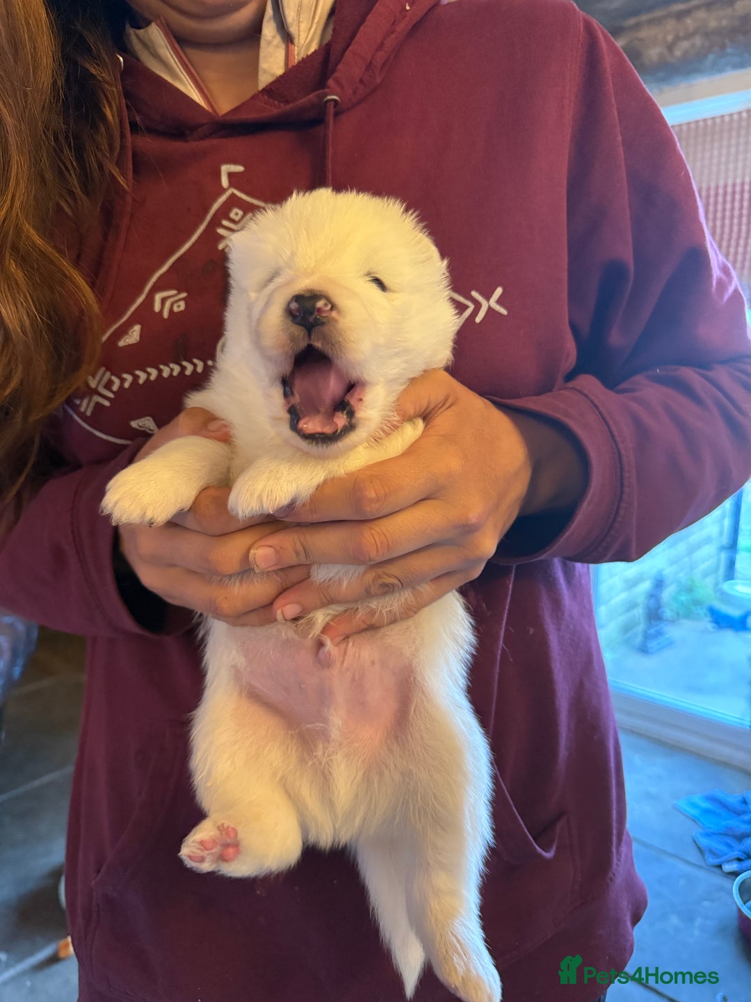 Samoyed dogs for sale: Gorgeous Samoyed Puppies  - Image 18
