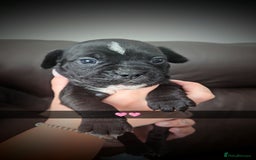 Mixed Breed dogs for sale: Cane corso cross  - Image 8