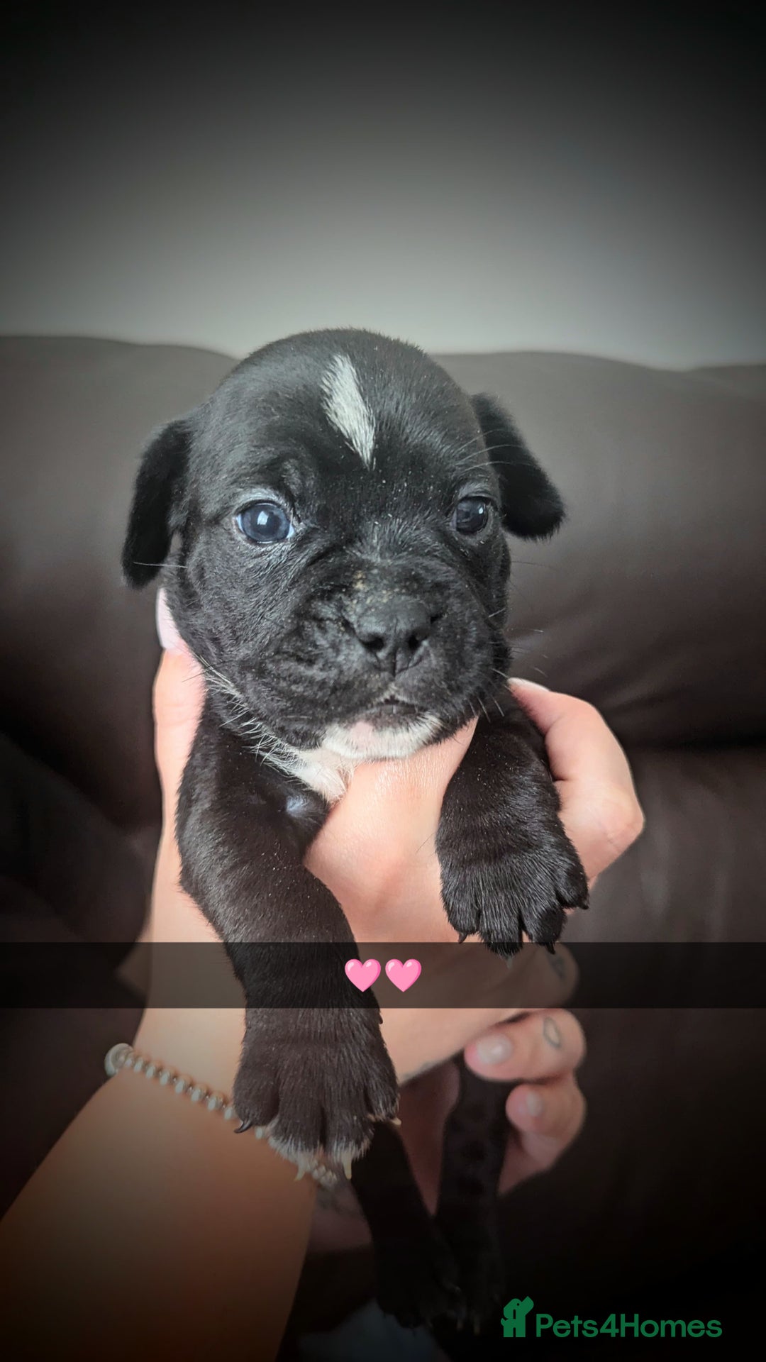 Mixed Breed dogs for sale: Cane corso cross  - Image 8