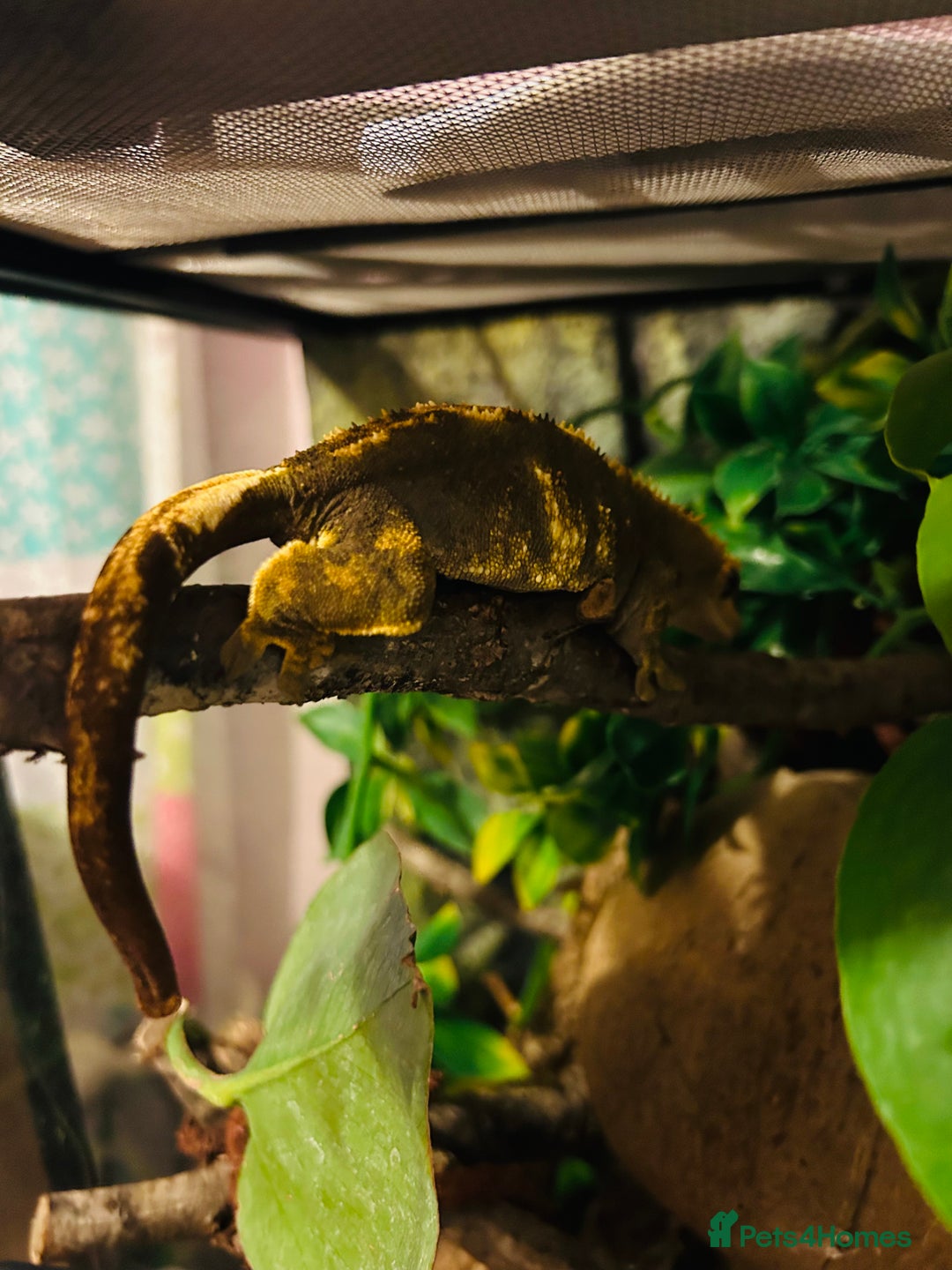 Gecko reptiles for sale: Crested Gecko Pair + Established Bioactive Setup  - Image 5