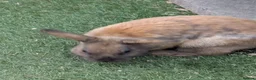 Mixed Breed rabbits for sale: 2 X Mixed Breed Rabbits Male  - Advert 2