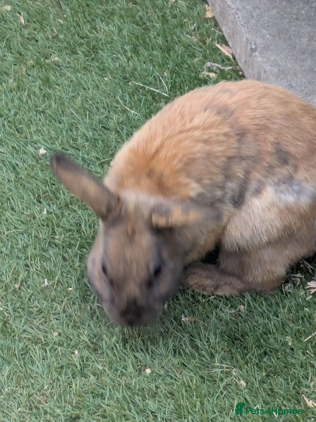 Mixed Breed rabbits for sale: 2 X Mixed Breed Rabbits Male  - Advert 2