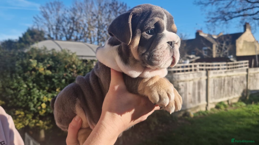 English Bulldog dogs for sale: PEDIGREE KC REGISTERED ENGLISH BULLDOGS - Advert 2