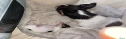 Jack Russell dogs for sale: Stunning Jack Russell puppies - Advert 20
