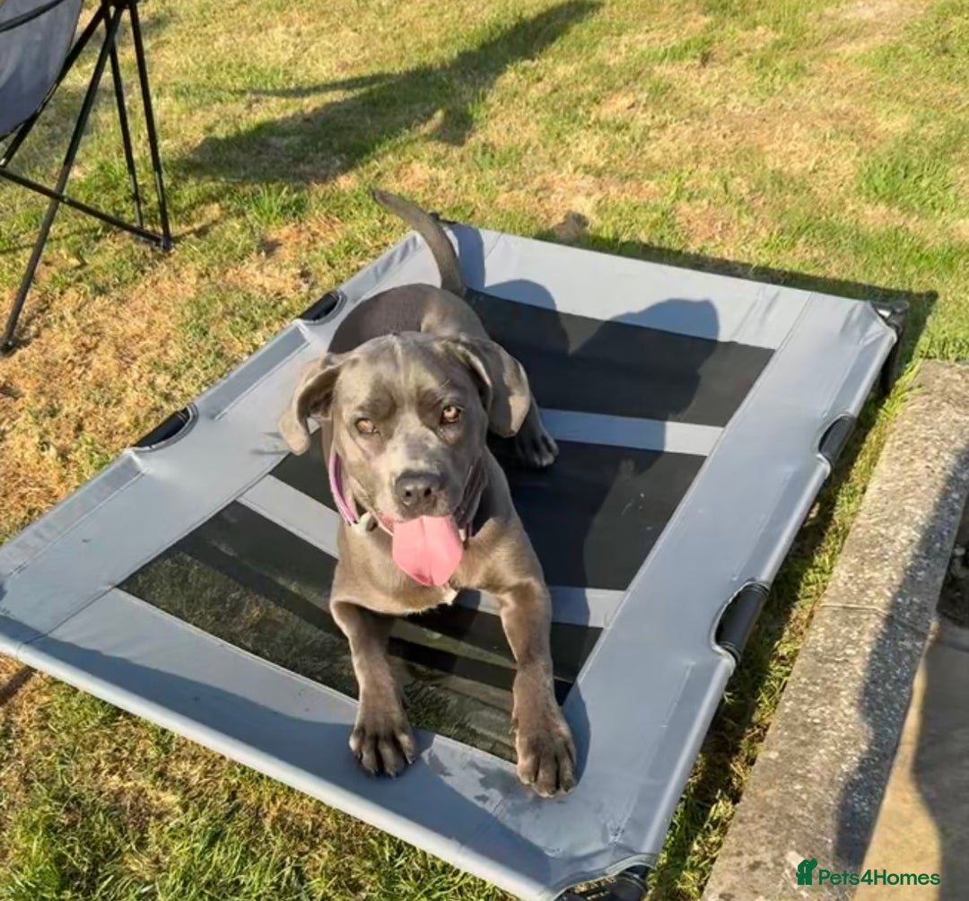 Cane Corso dogs for sale: Blue cane corso - Image 4