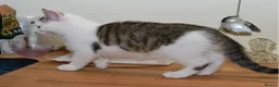 Mixed Breed cats for sale: Beautiful Home-Raised Kittens – Ready at 12 Weeks - Advert 36