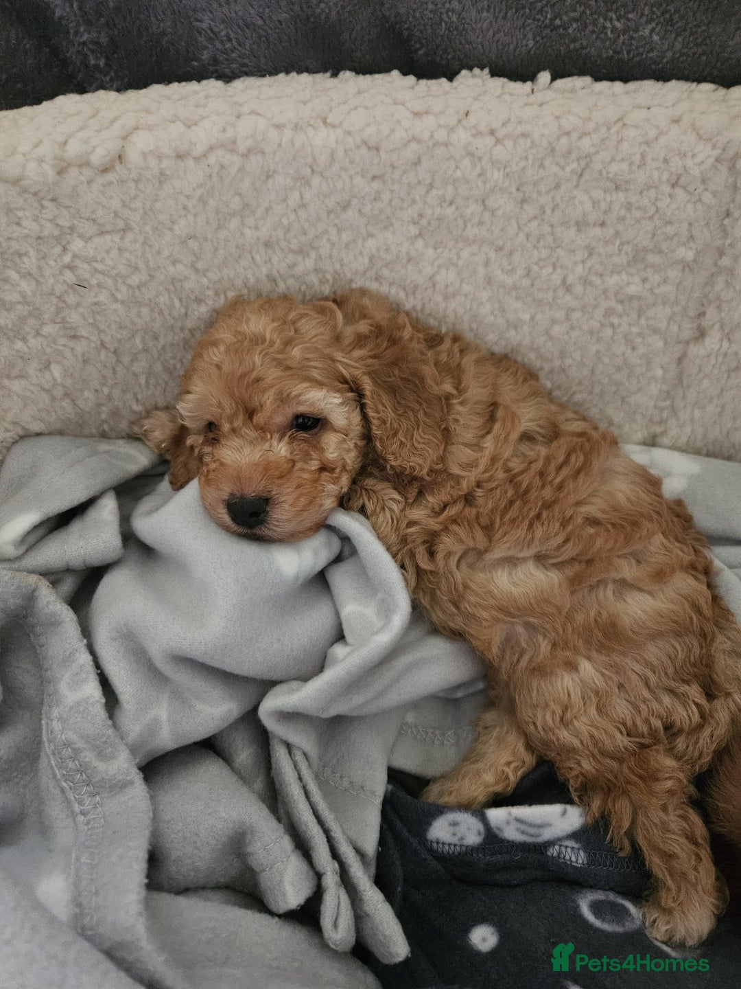 Cockapoo dogs for sale: Gorgeous cockapoo puppies, 2 boys and 2 girls - Advert 18