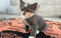 Mixed Breed cats for sale:  Two Adorable Kittens Looking for a Loving Home  - Image 5