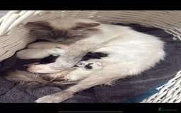 Ragdoll cats for sale: Ragdoll x British short hair kittens for sale  - Image 12