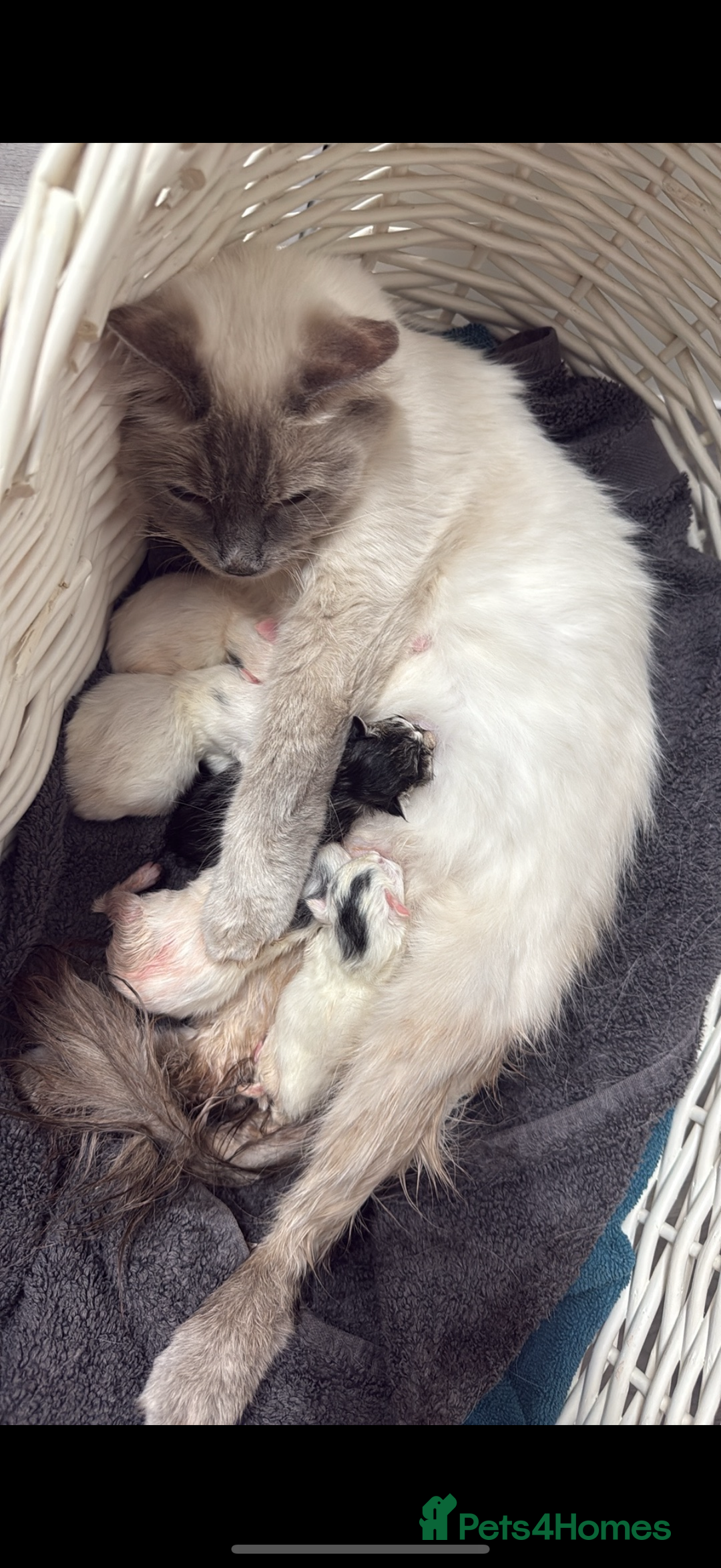 Ragdoll cats for sale: Ragdoll x British short hair kittens for sale  - Image 12