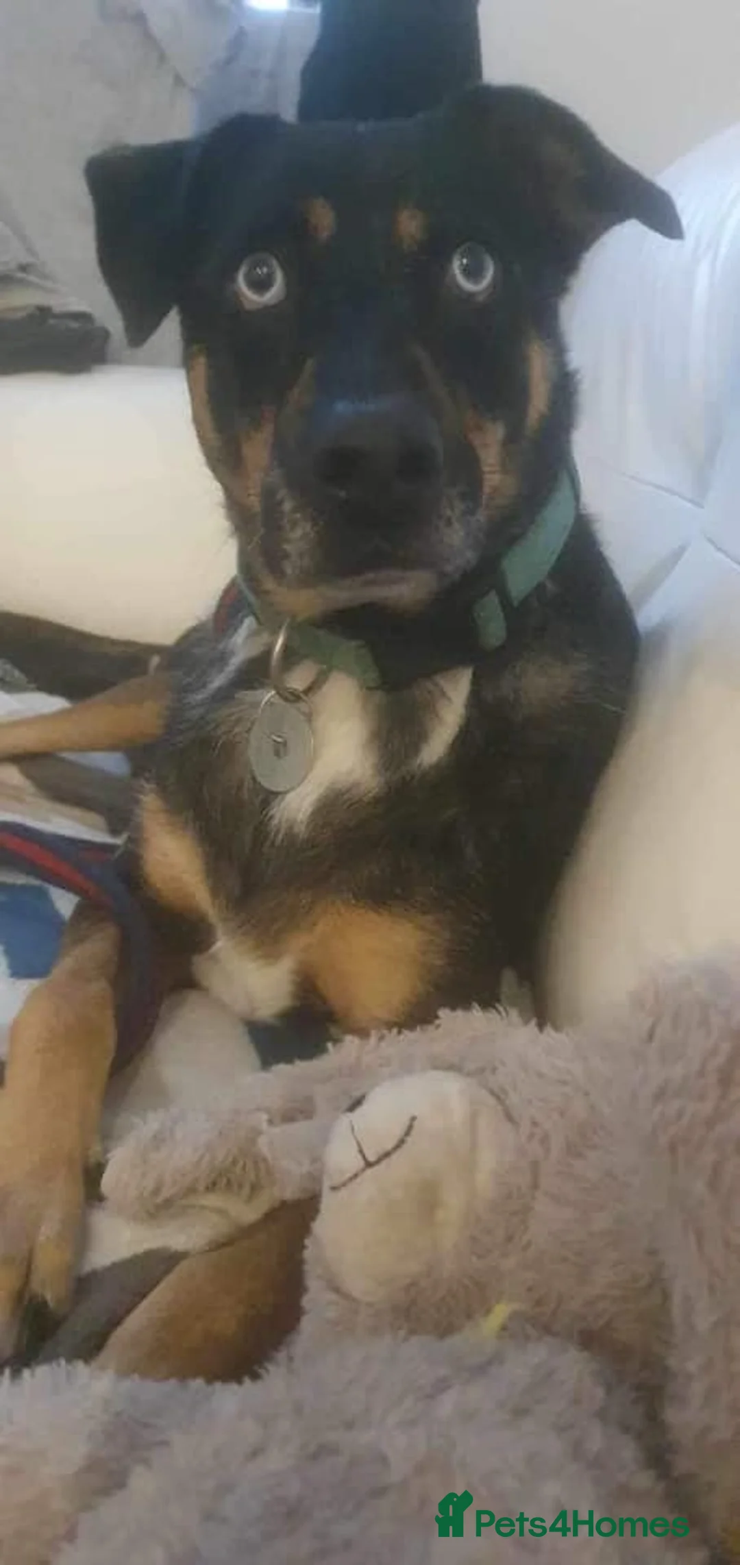 Mixed Breed dogs for adoption: Jack - Norwich Norfolk  in Norwich - Advert 10