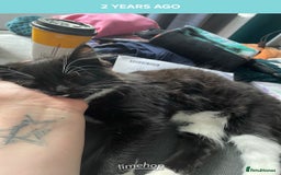 British Longhair cats for sale: 4 year old blind stick needs a new home - Advert 9