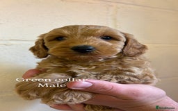 Cockapoo dogs for sale: F1b cockapoo pups  in Pickering - Image 9