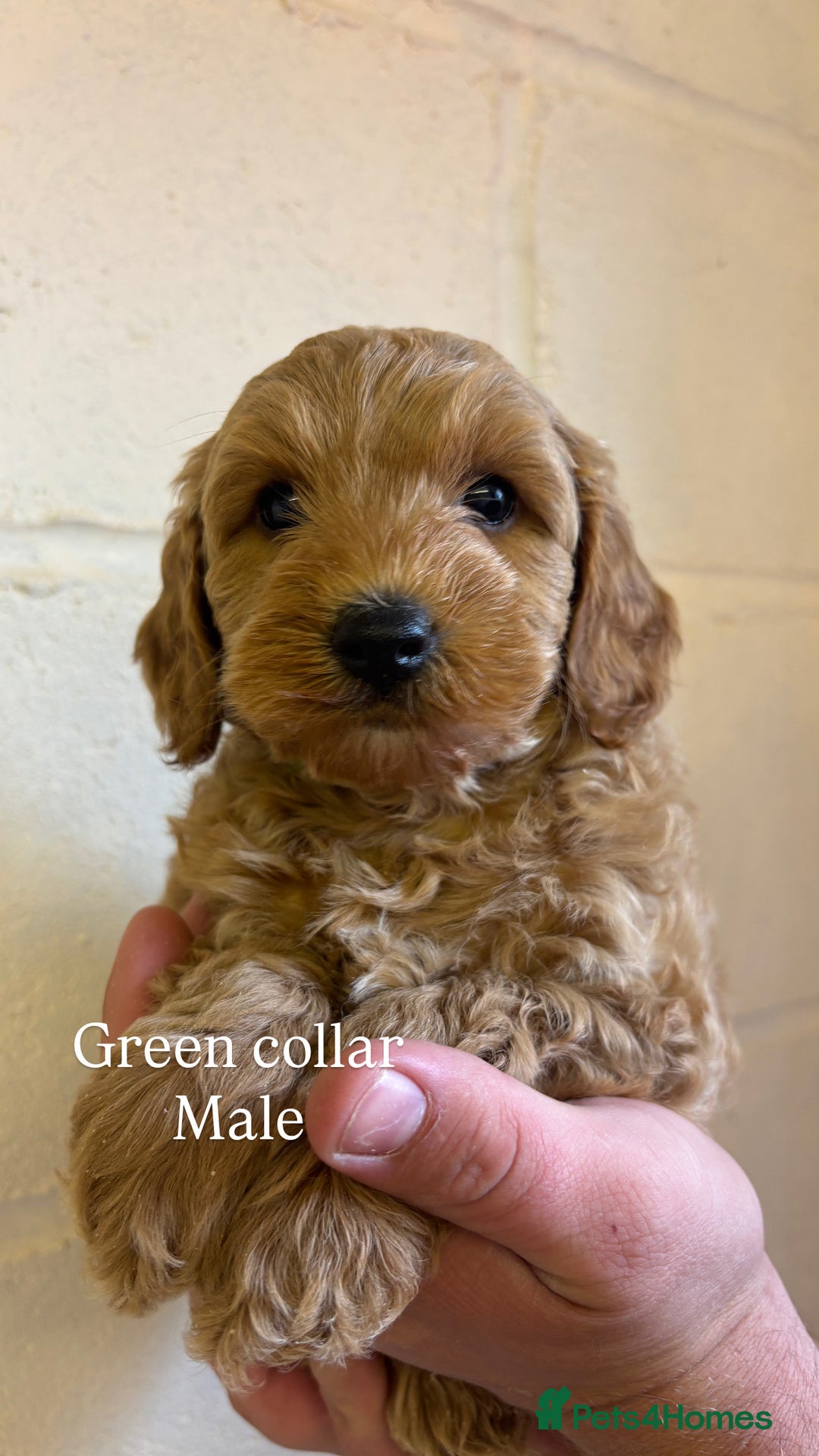 Cockapoo dogs for sale: F1b cockapoo pups  in Pickering - Image 9
