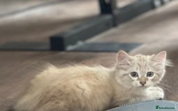 Siberian cats for sale: Two male  Siberian kittens - Image 7