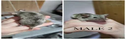 Mouse rodents for sale: Male Mice - Advert 3