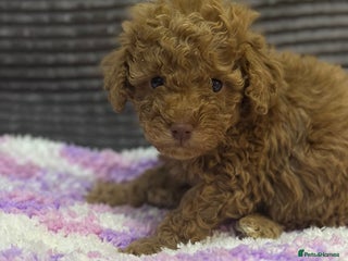 Toy Poodle dogs Tiny toy poodle boys - Advert 7