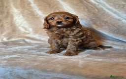 Cavapoo dogs for sale: Gorgeous Fox Red Cavapoo health tested parents  - Image 32