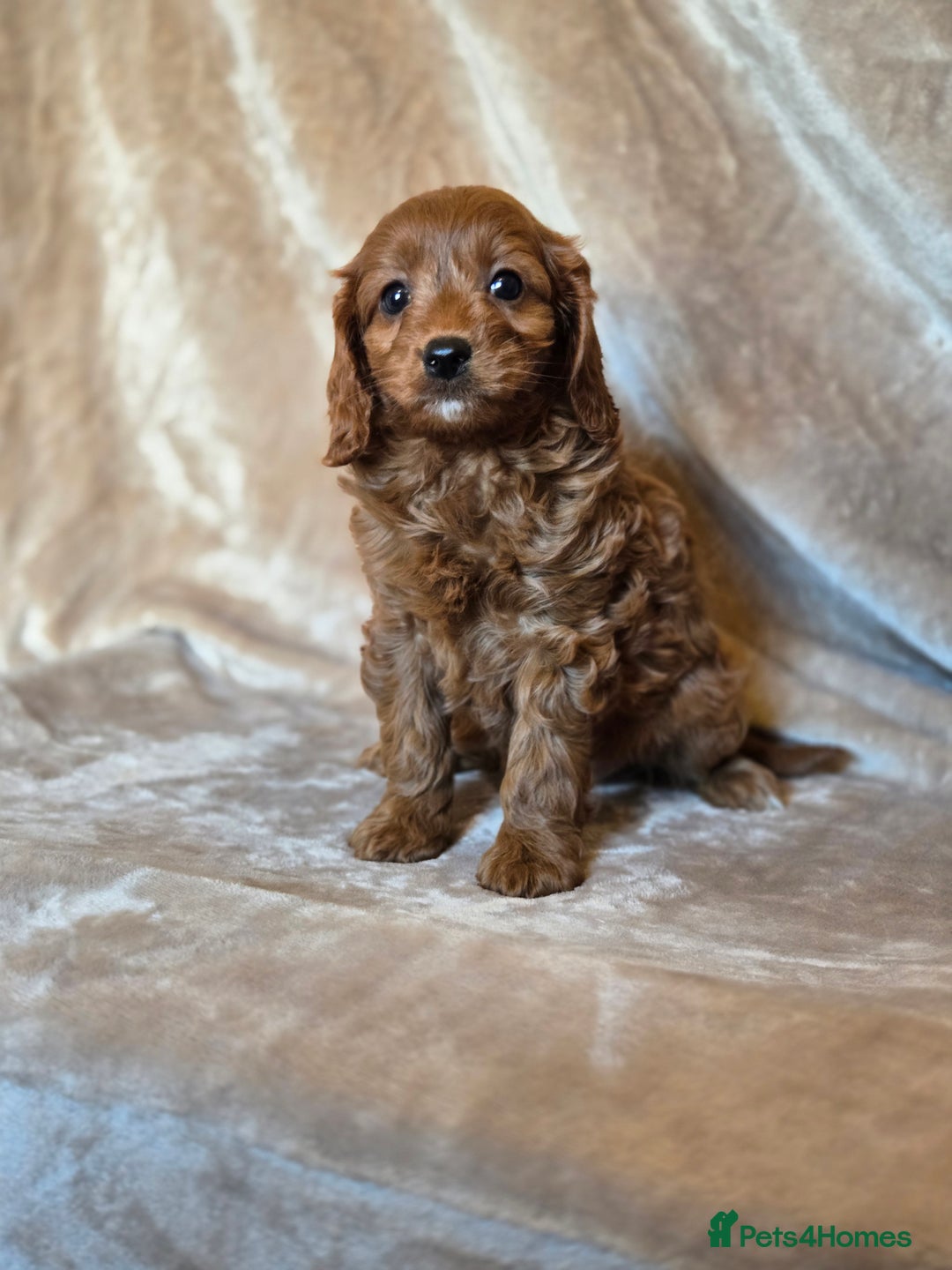 Cavapoo dogs for sale: Gorgeous Fox Red Cavapoo health tested parents  - Image 32