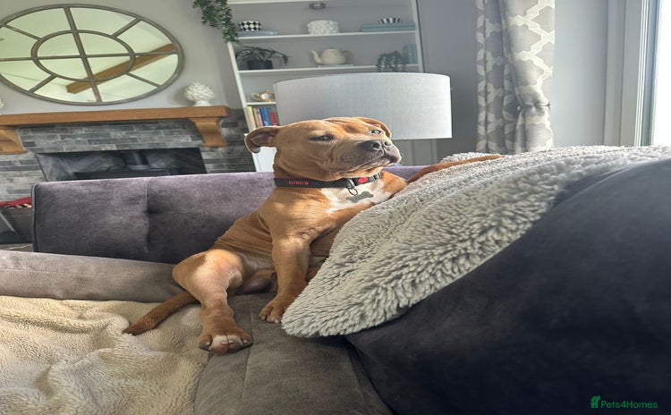 Staffordshire Bull Terrier dogs - Advert 1