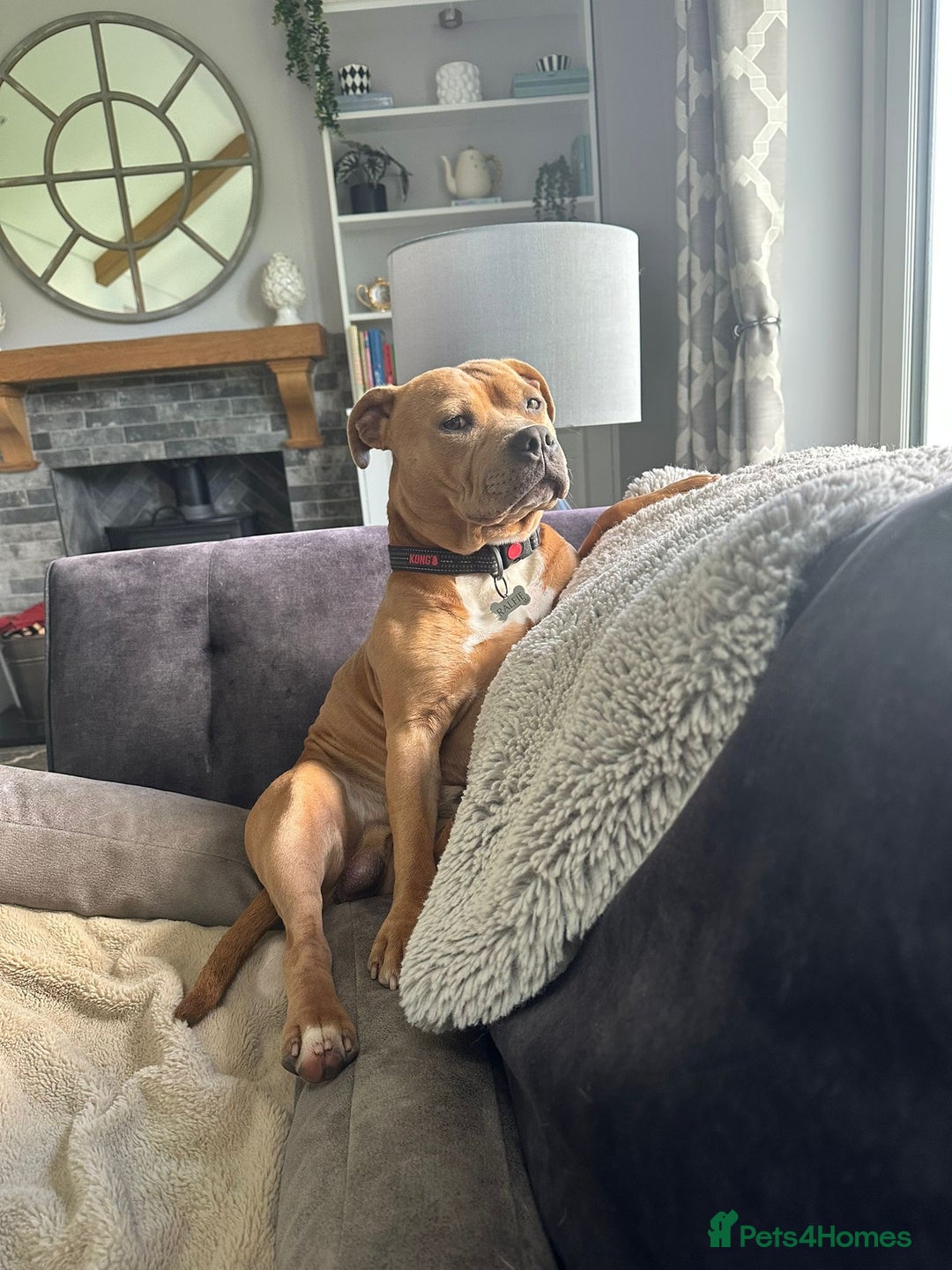Staffordshire Bull Terrier dogs for stud: 🔥 Rare Fawn (Red) KC Staffy Stud: The Golden Boy  - Image 2