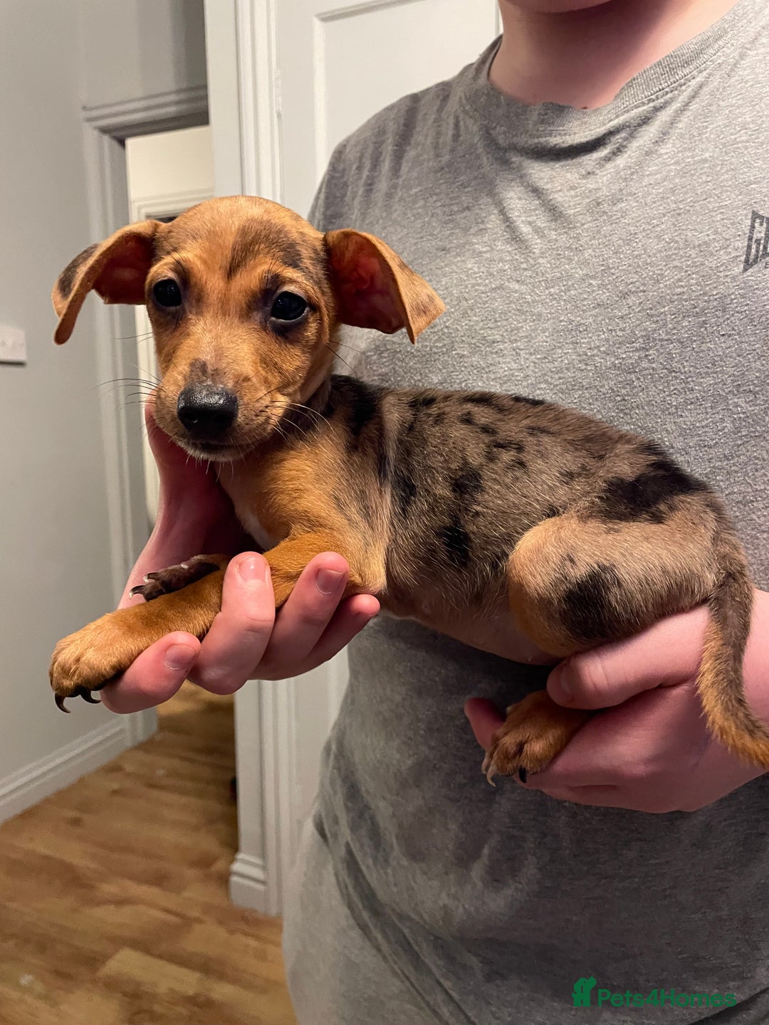 Jack Russell dogs for sale: Jack Russel puppy’s Ready to leave  - Advert 9