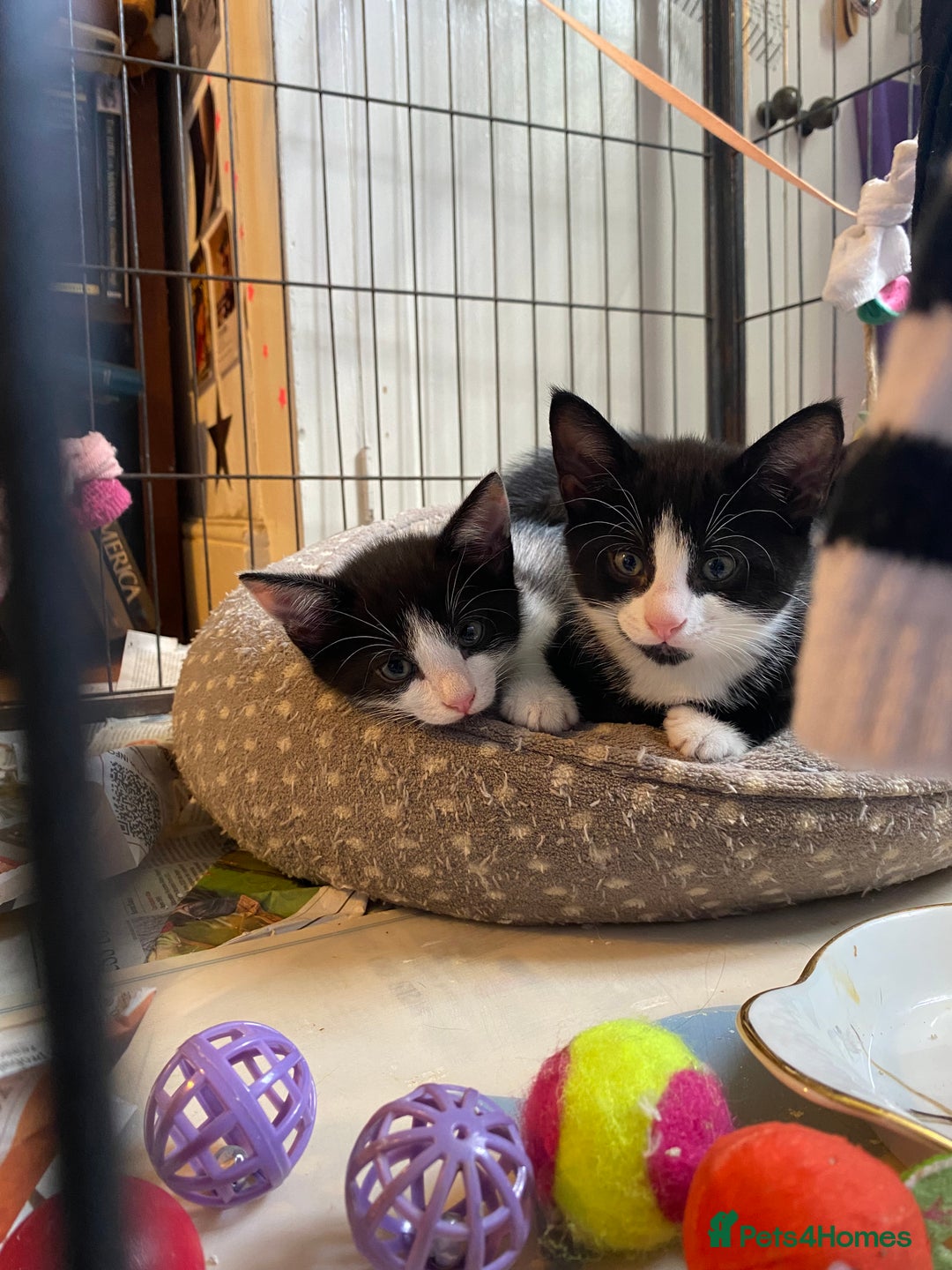 British Shorthair cats for sale: Kittens for sale !! Loving and playful  - Image 12