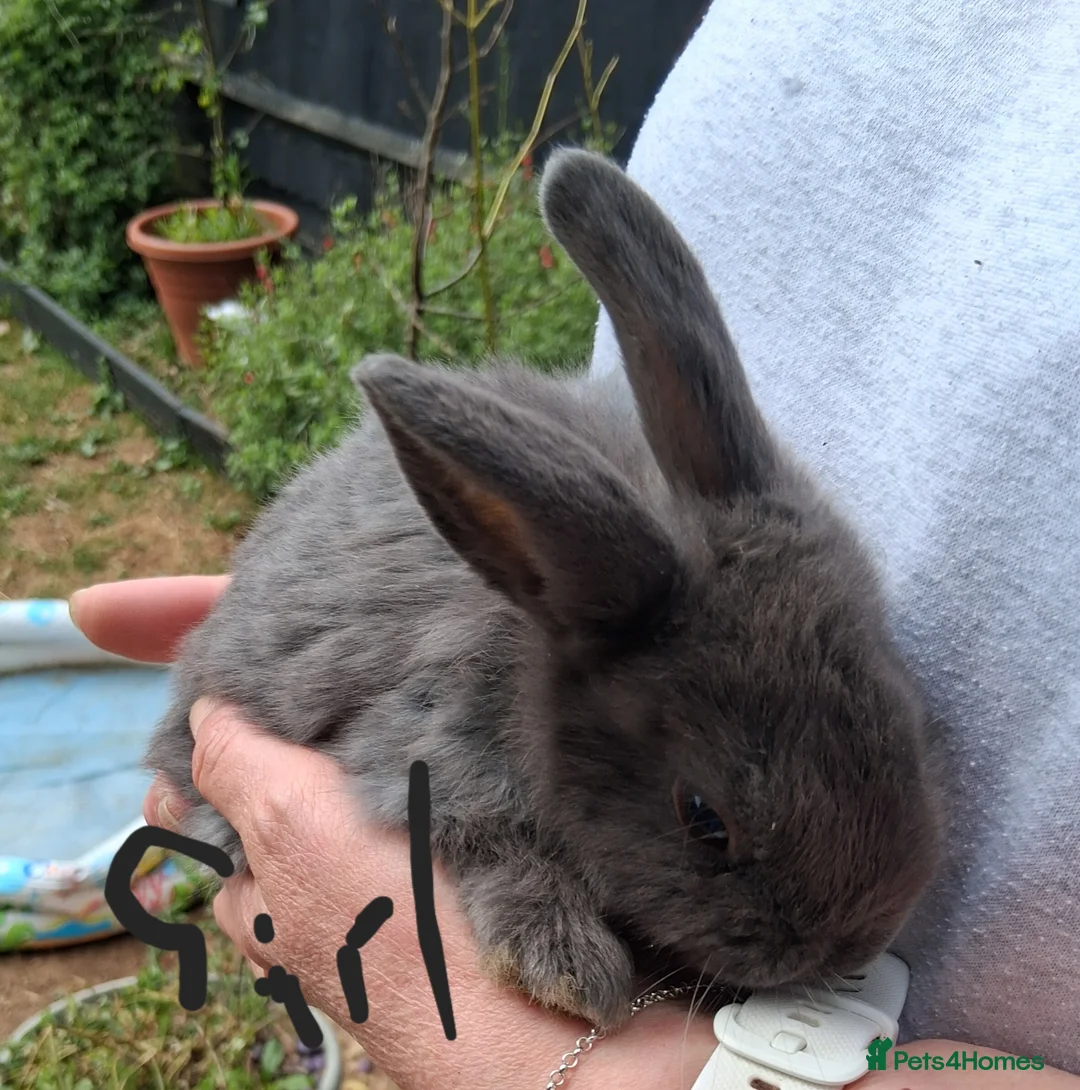 Lionhead rabbits for sale: Baby lionhead lop bunnies - Advert 2