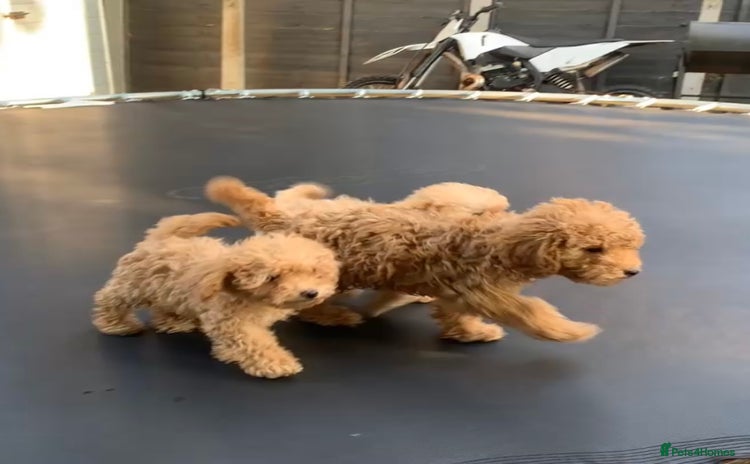 Poochon dogs - Advert 1