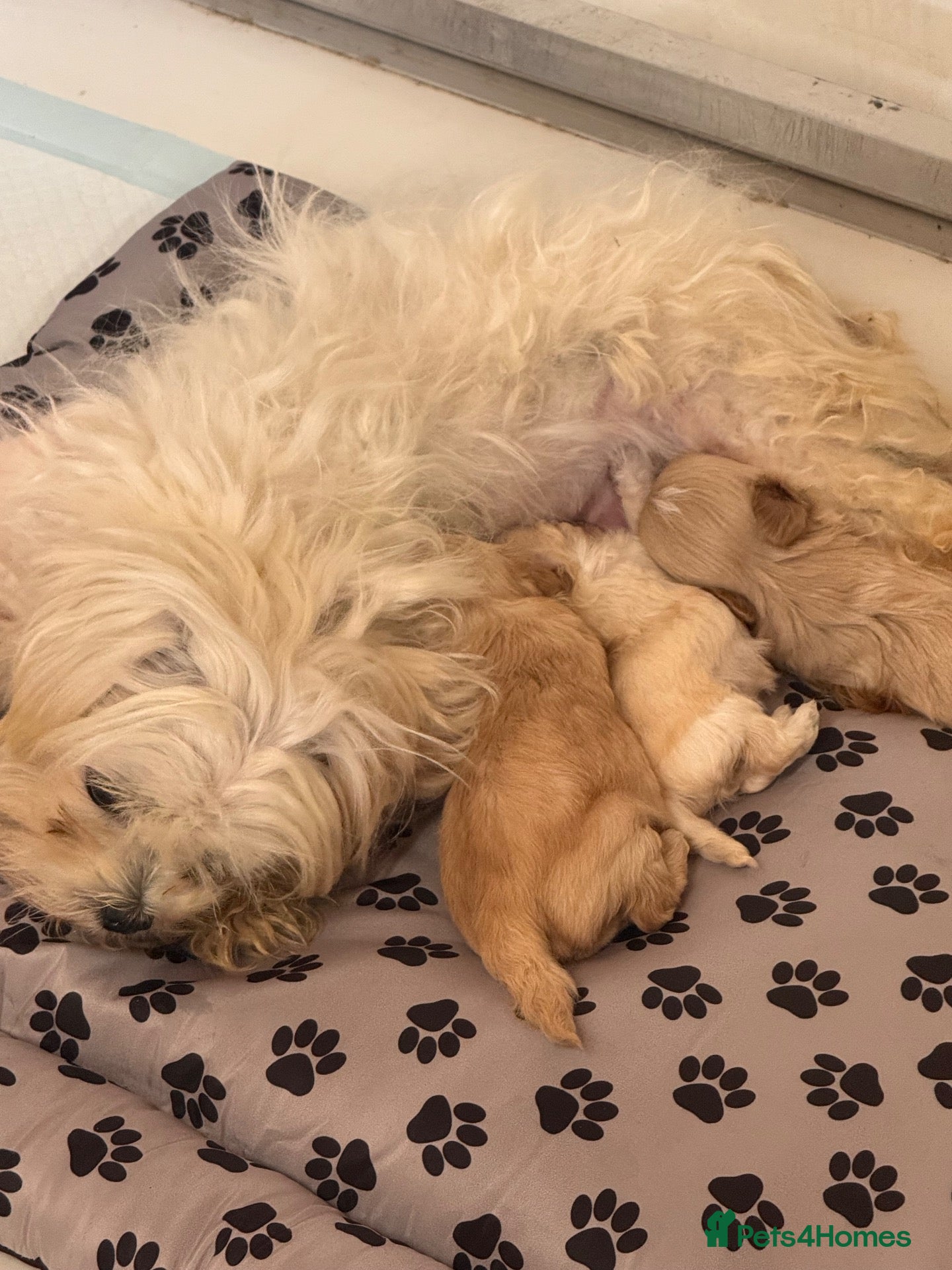 Maltipoo dogs 🐾 Gorgeous Maltipoo Puppies 🐾 - Advert 1